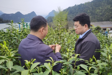 武陵紅著(zhù)力打造“國際化標準有機茶園”