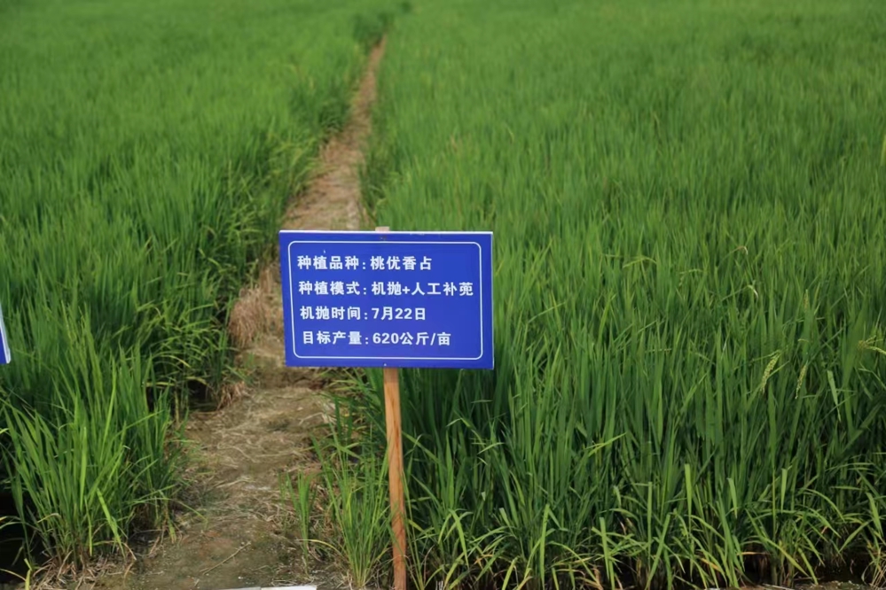 調研鼎城區糧食產(chǎn)業(yè)集群